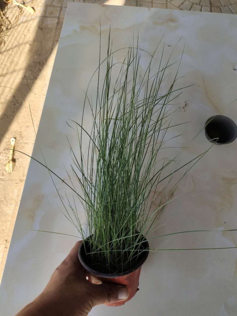 基地直供粉黛乱子草（双色杯，小杯苗），支持线上交易
