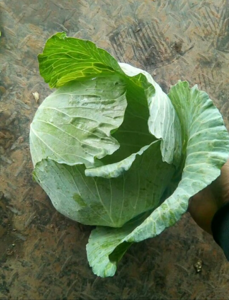 （牛商推荐）精品扁平包菜产地批发可视频看货、一手货源