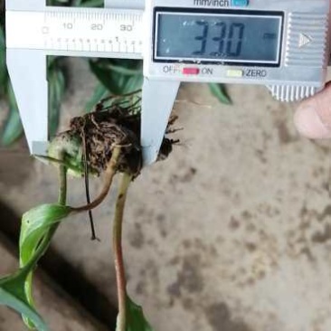 黄精籽育姜型不倒苗0.8公分起
