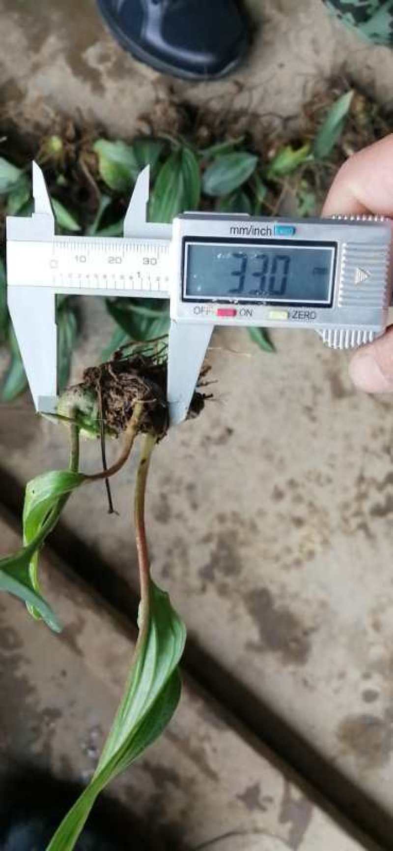 黄精籽育姜型不倒苗0.8公分起