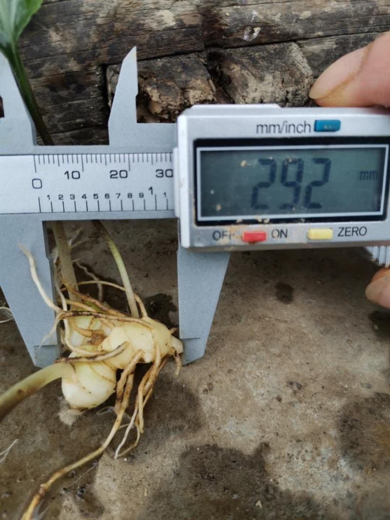 黄精籽育姜型不倒苗0.8公分起