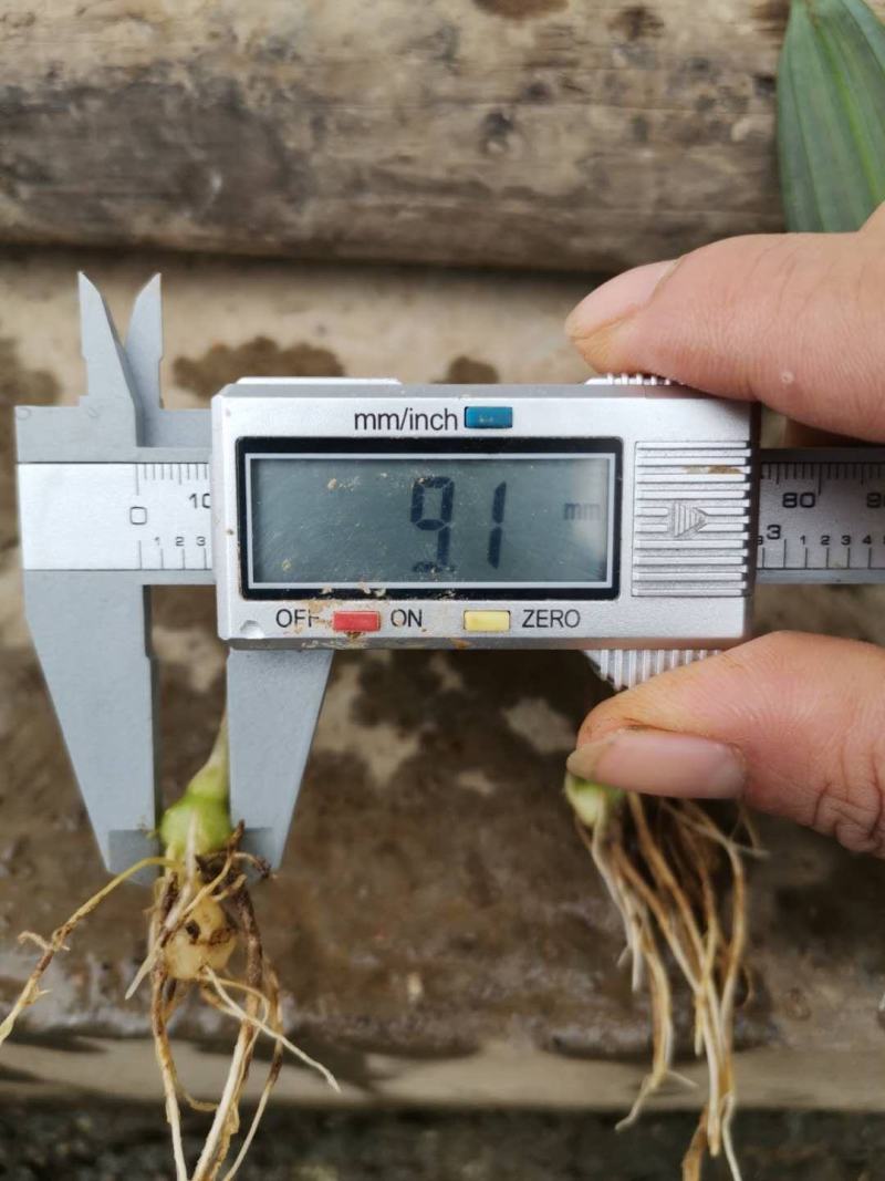 黄精籽育姜型不倒苗0.8公分起