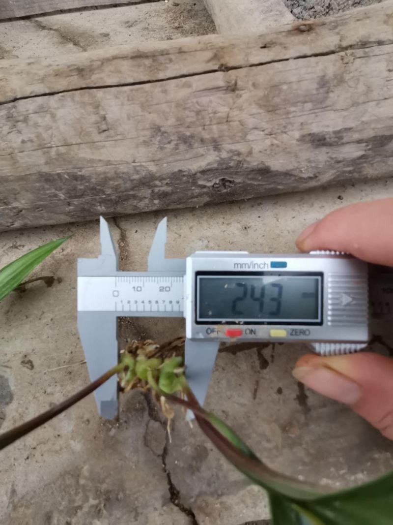 黄精籽育姜型不倒苗0.8公分起