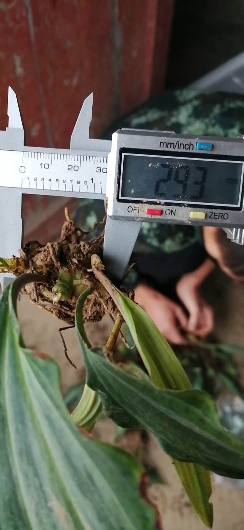 黄精籽育姜型不倒苗0.8公分起