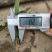 黄精籽育姜型不倒苗0.8公分起