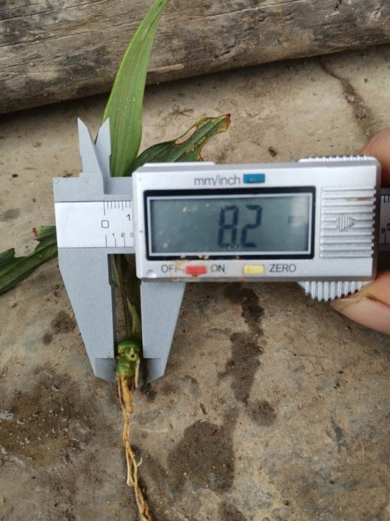黄精籽育姜型不倒苗0.8公分起