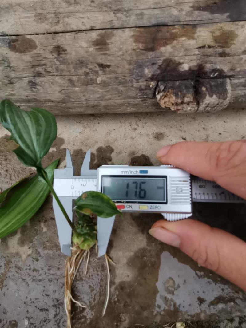 黄精籽育姜型不倒苗0.8公分起