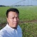河北保定优质旱半夏种苗生产基地批发零售