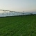 河北保定优质旱半夏种苗生产基地批发零售