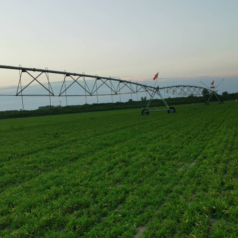 河北保定优质旱半夏种苗生产基地批发零售