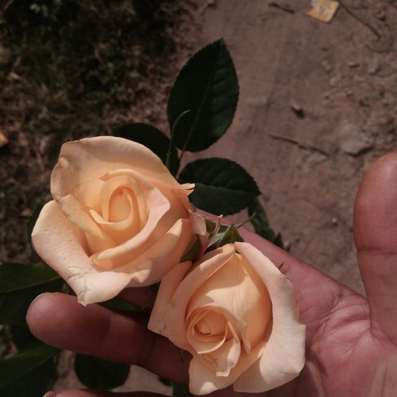 丰花月季苗玫瑰花小苗，大花月季苗，绣球花大小苗，