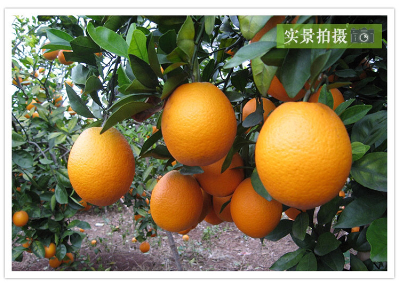 【预售11月15日】赣南脐橙整箱包邮新鲜不催熟原产地发货