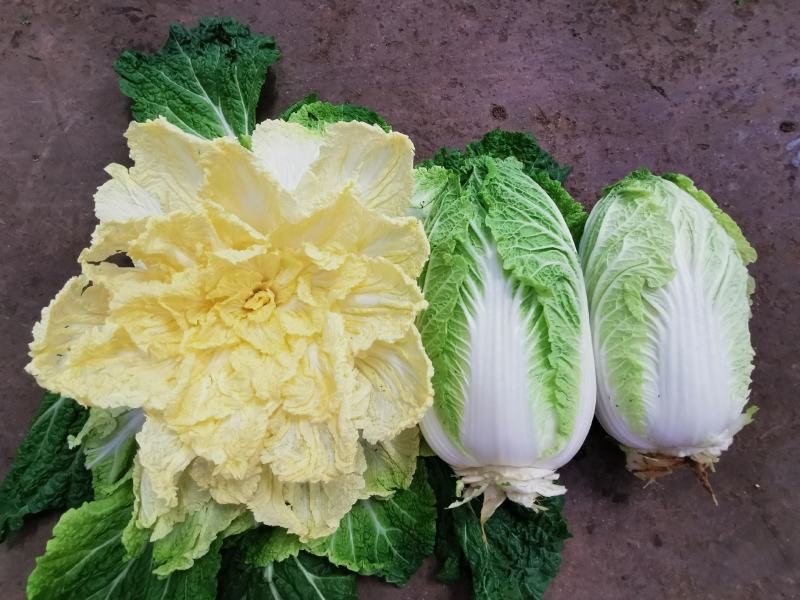 云南高山大白菜，均颗两公斤左右。一次交易，终身朋友。
