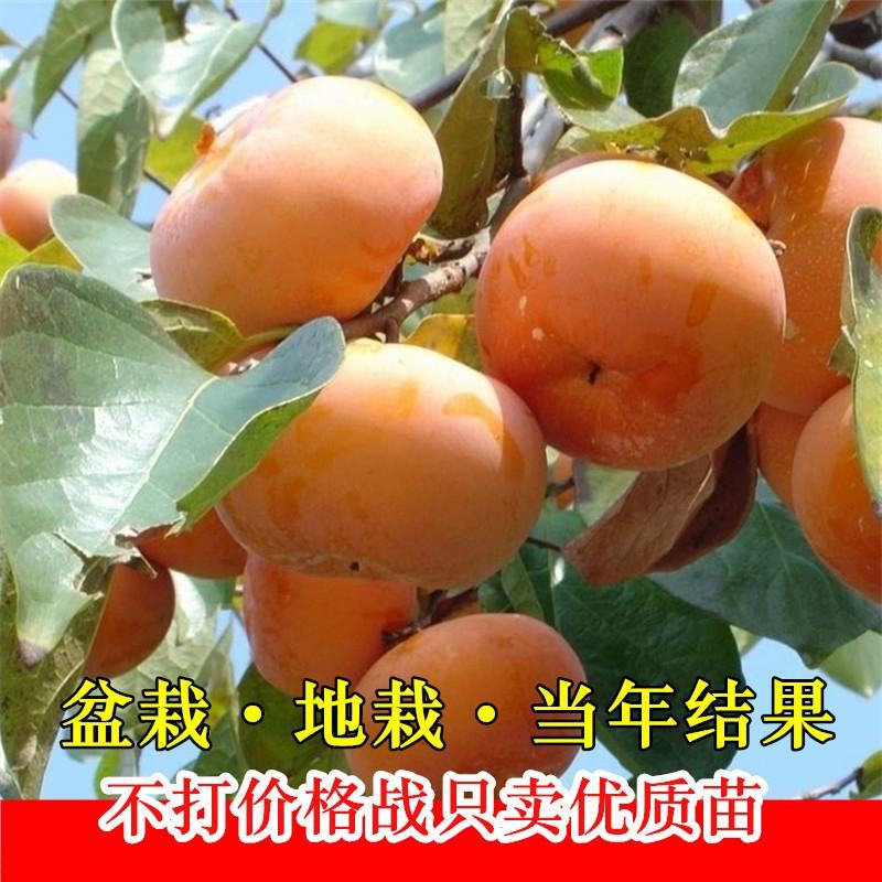 嫁接柿子树苗无核不暖甜柿子火晶柿子盆栽地栽南北方种植