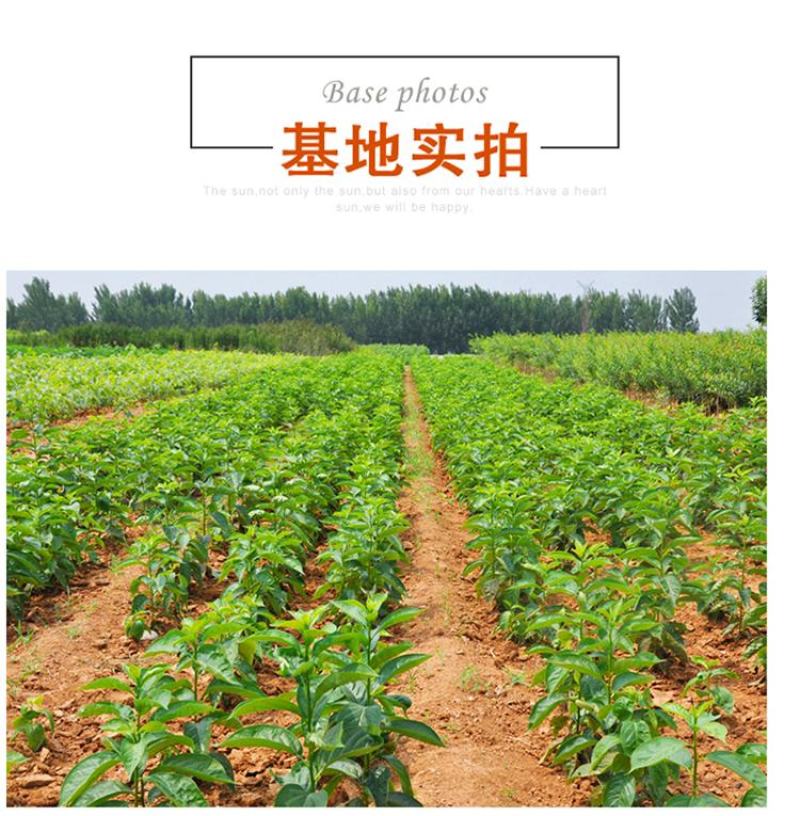 嫁接柿子树苗无核不暖甜柿子火晶柿子盆栽地栽南北方种植