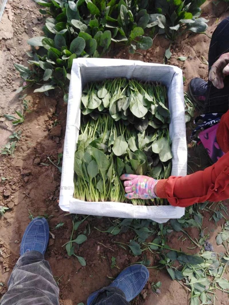 大量供应圆叶，小叶菠菜，做工精细，质量品质保证