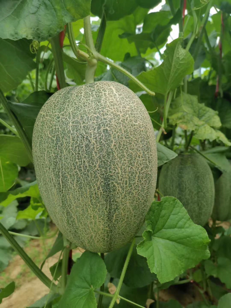 海南乐东25号哈密瓜
