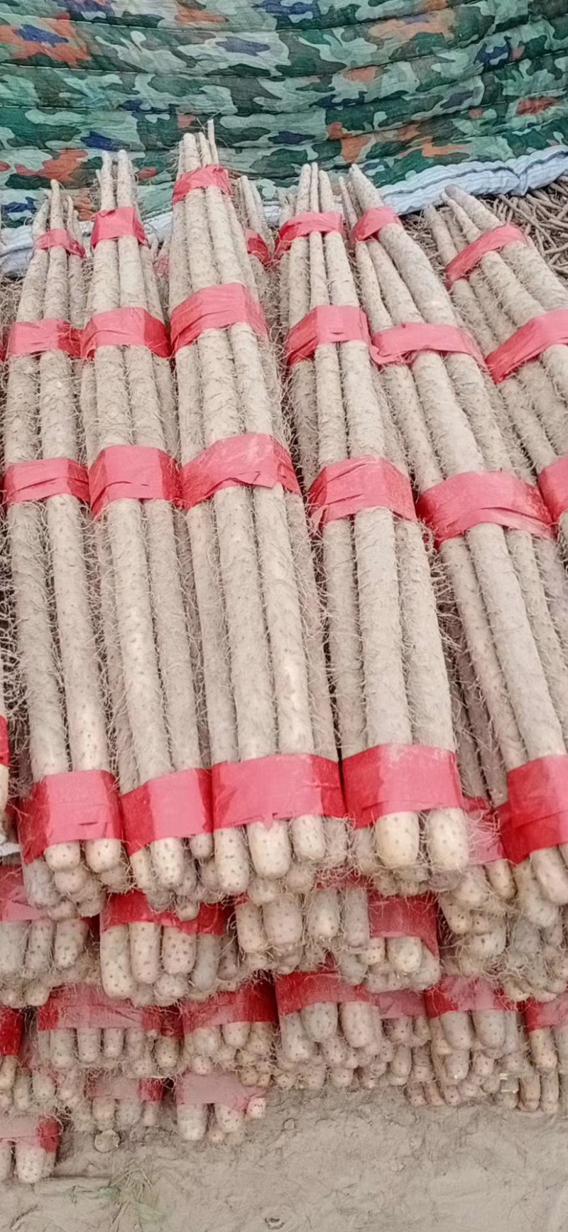 【品质保障】铁棍山药白玉山药大量上市中量大从优欢迎咨询