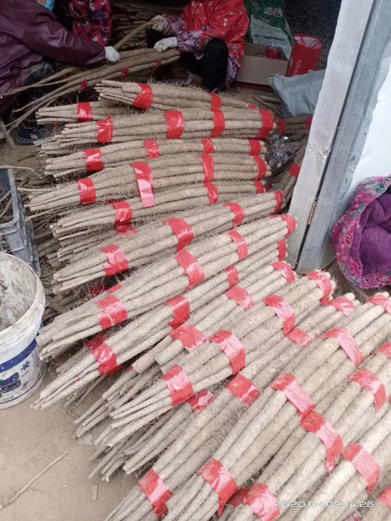 【品质保障】铁棍山药白玉山药大量上市中量大从优欢迎咨询