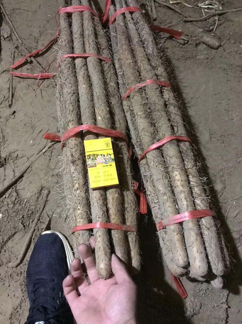 【品质保障】铁棍山药白玉山药大量上市中量大从优欢迎咨询