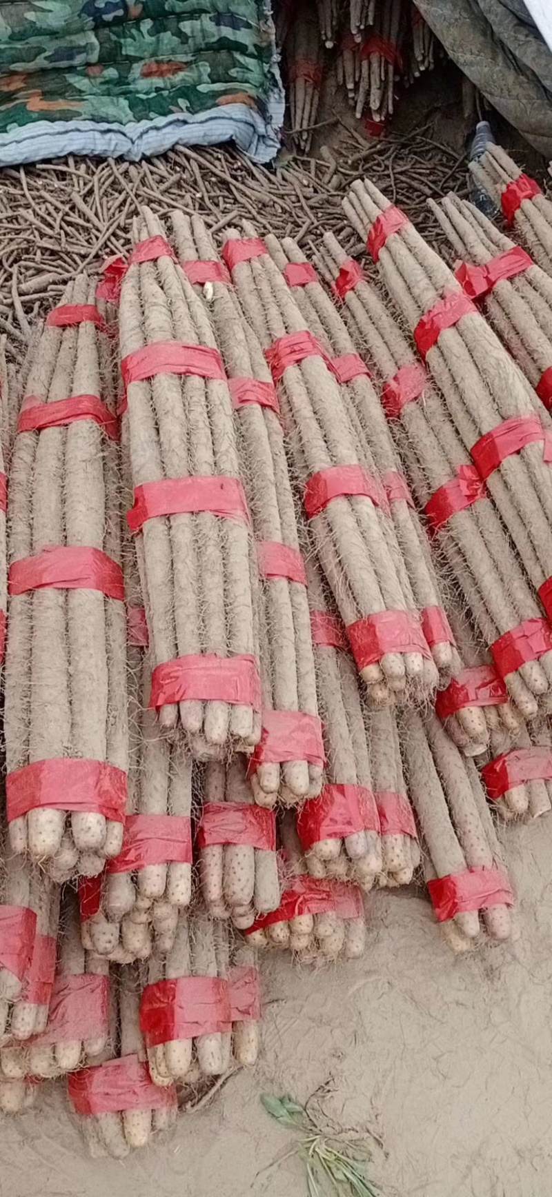 【品质保障】铁棍山药白玉山药大量上市中量大从优欢迎咨询