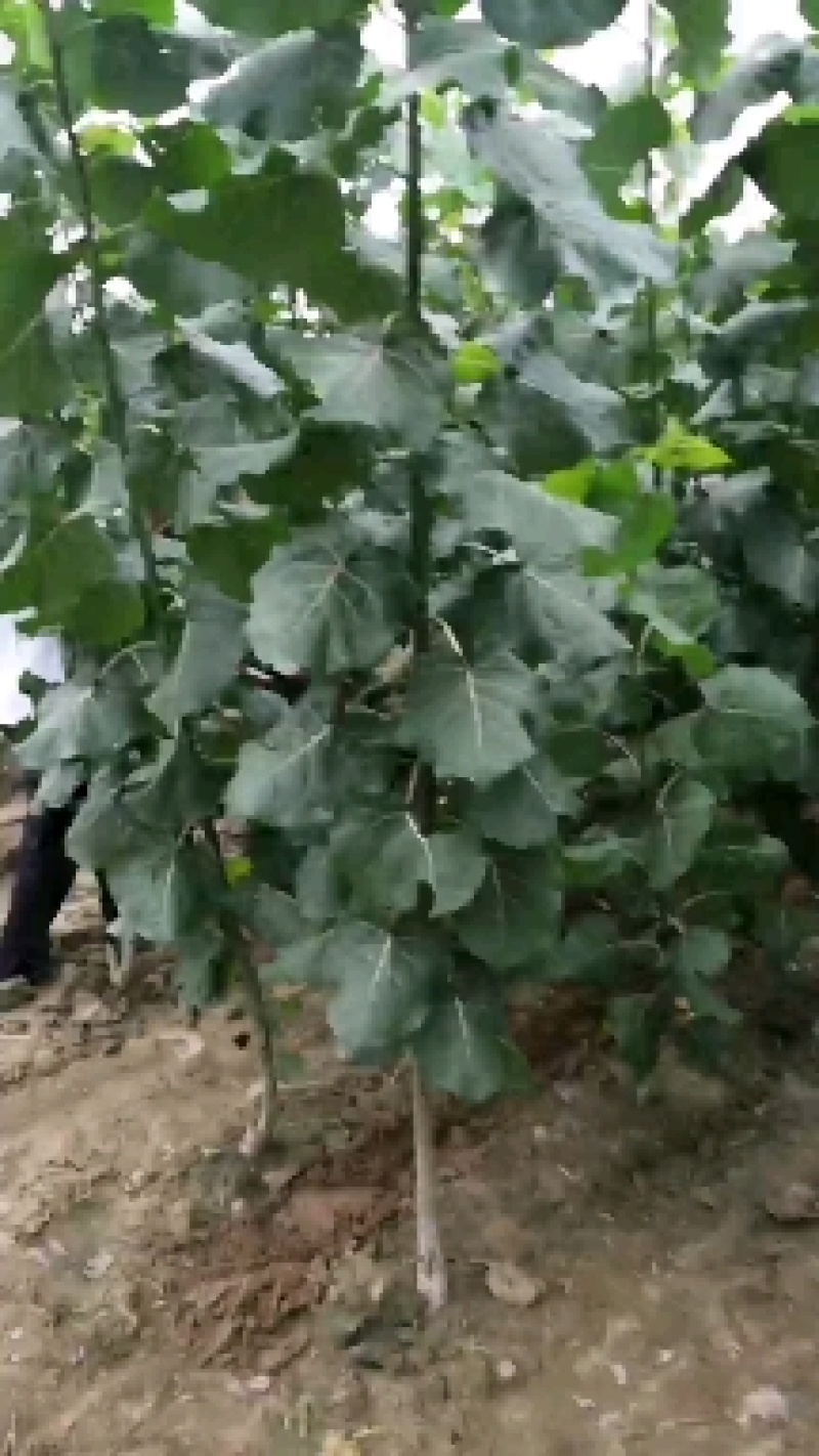鲁林九号无絮杨树苗.山东省培育基地，无飞絮杨树苗