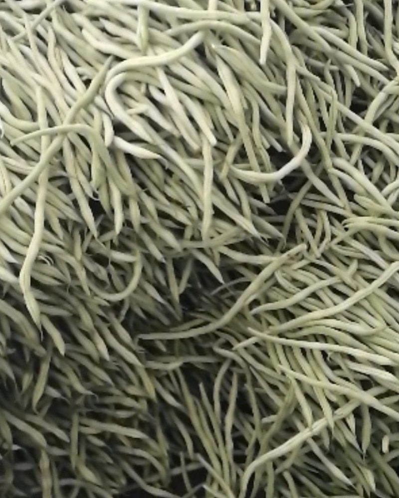 豆王一架豆王，无筋豆翠乳白色长度二十五到十二历米