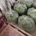豆王一架豆王，无筋豆翠乳白色长度二十五到十二历米