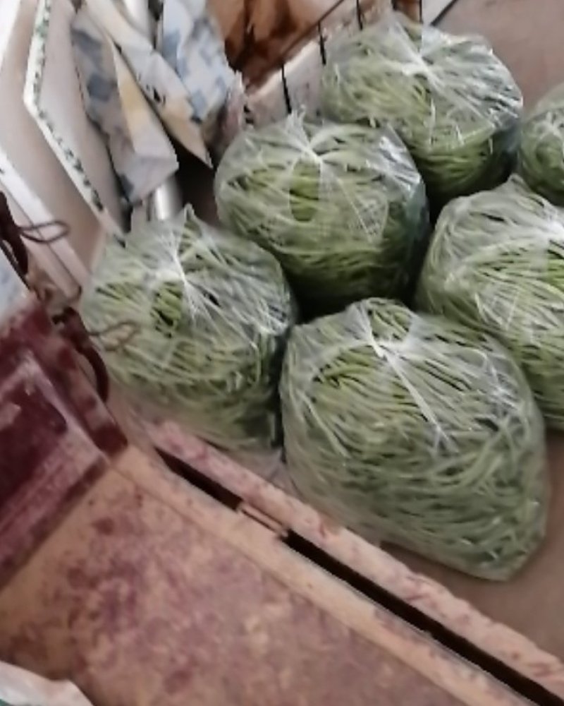 豆王一架豆王，无筋豆翠乳白色长度二十五到十二历米