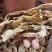 四川方竹笋、干笋无硫