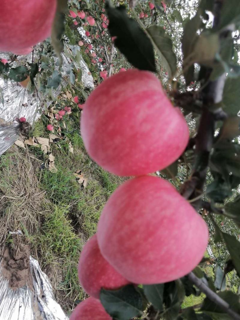 精品苹果开园啦红玉脆苹果一级果果大脆甜果面好