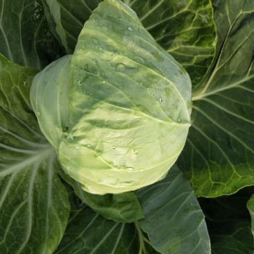 河北兴源绿色蔬菜大量供应中甘系列甘蓝，莴笋，大白菜，欢迎