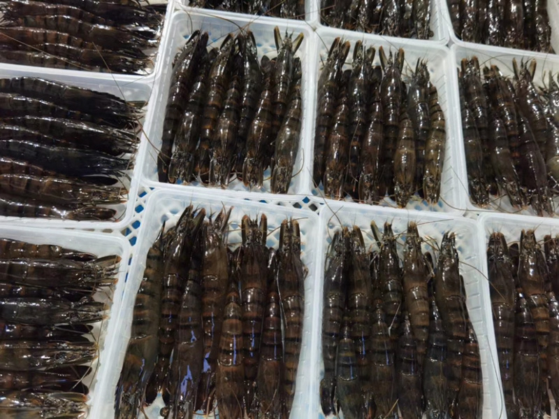 黑虎虾净重250克盒装