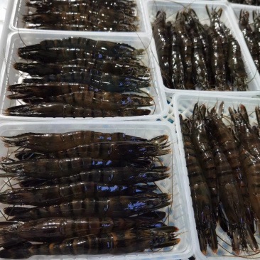 黑虎虾净重250克盒装