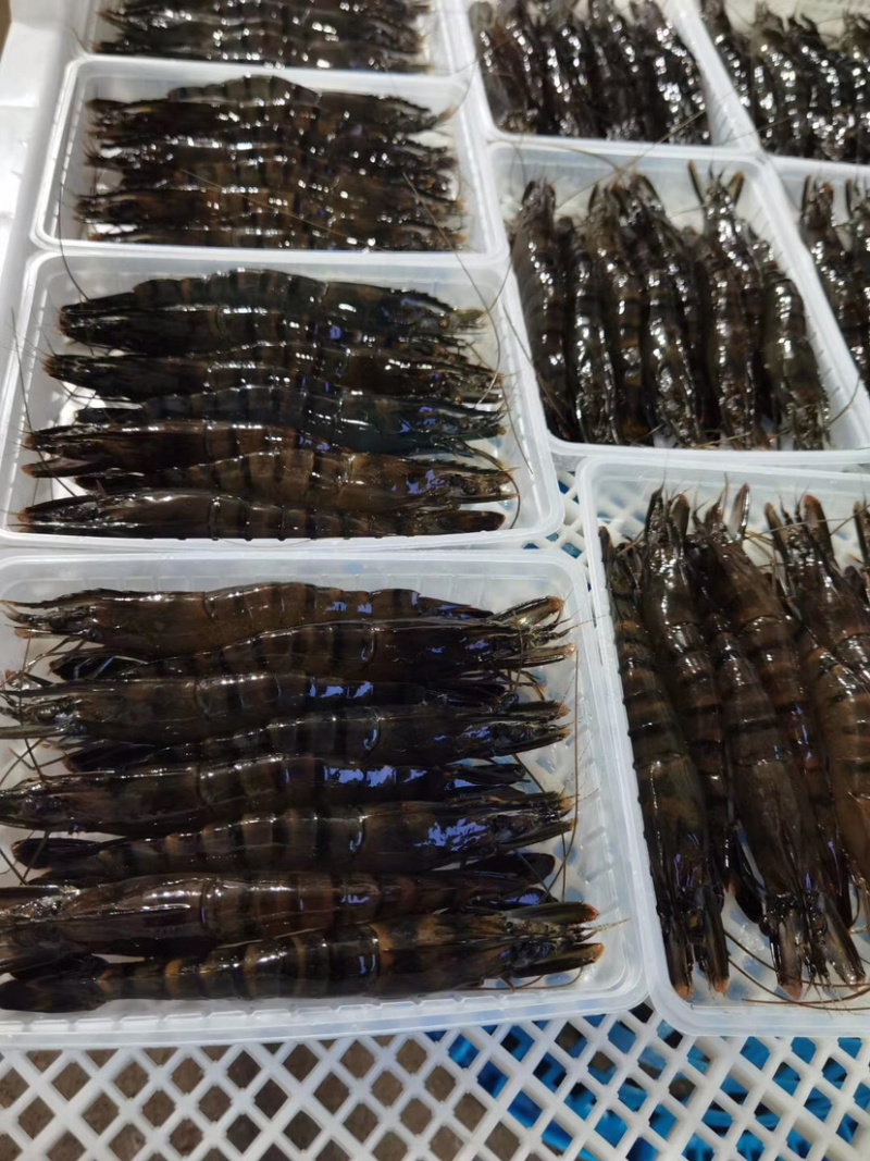 黑虎虾净重250克盒装