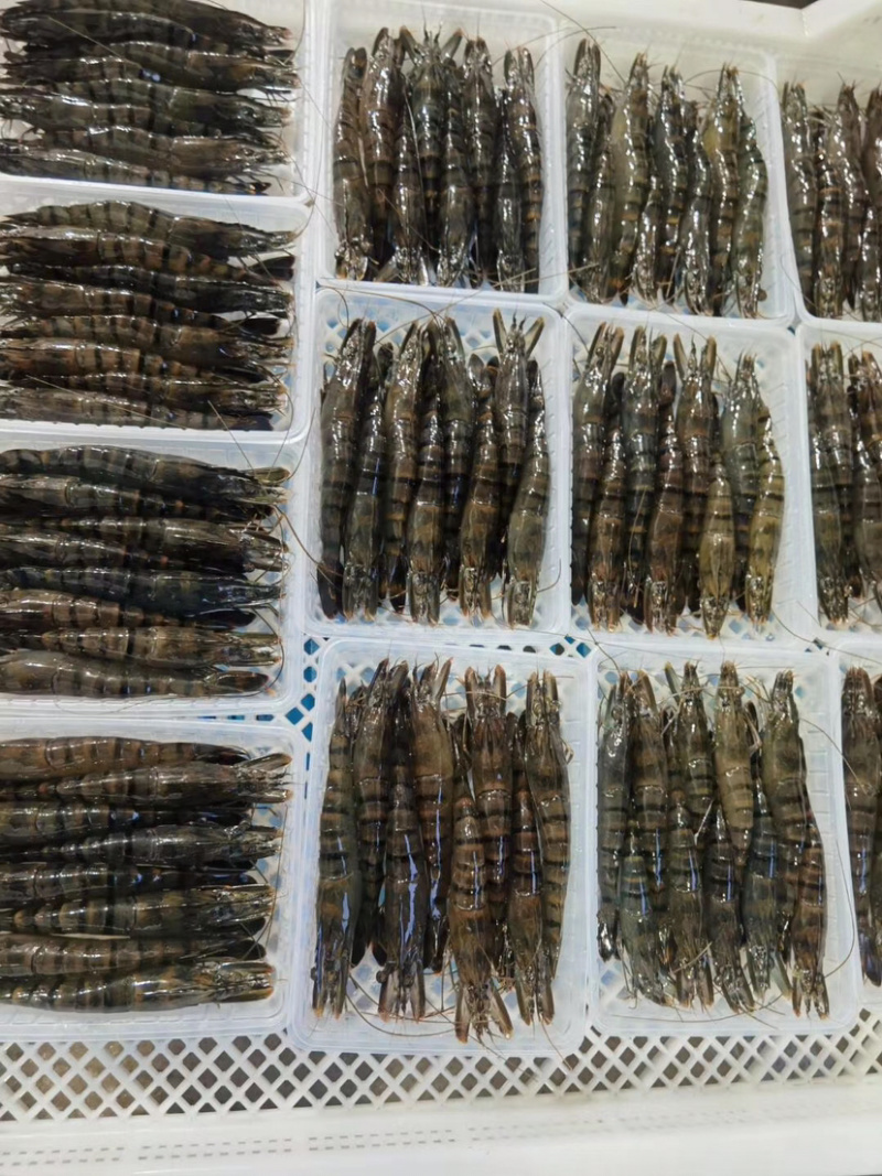 黑虎虾净重250克盒装
