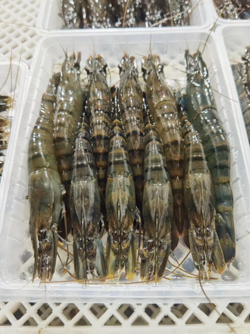 黑虎虾净重250克盒装
