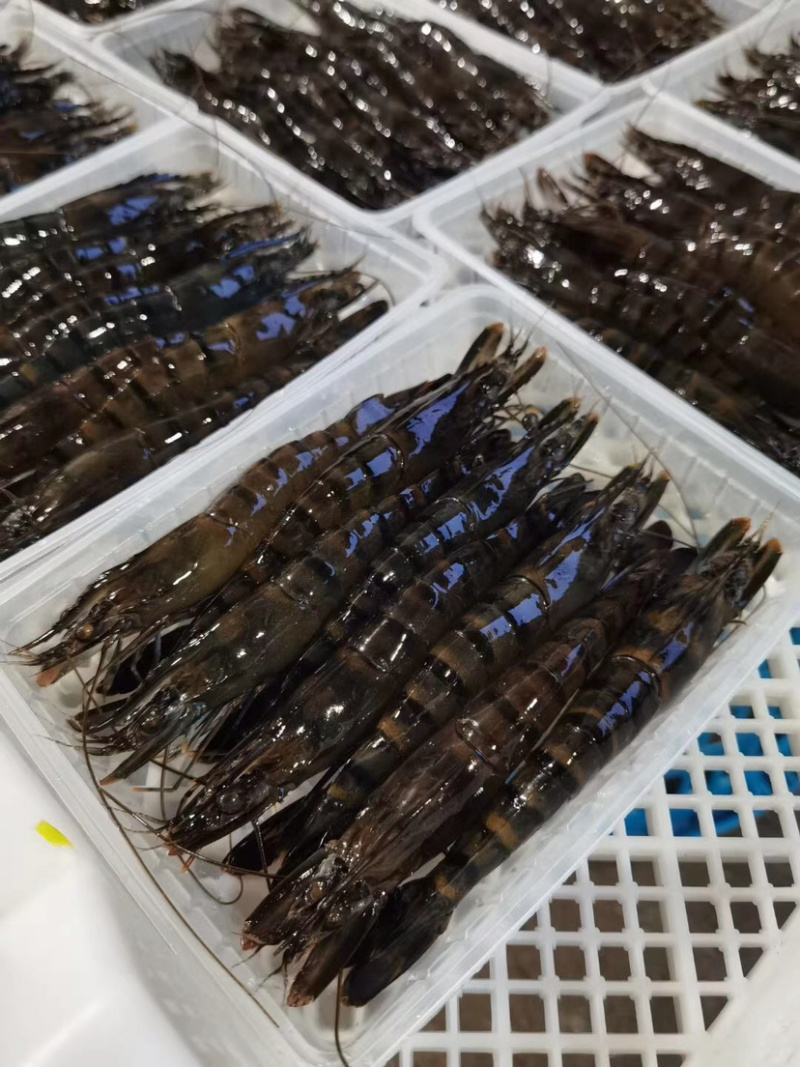黑虎虾净重250克盒装