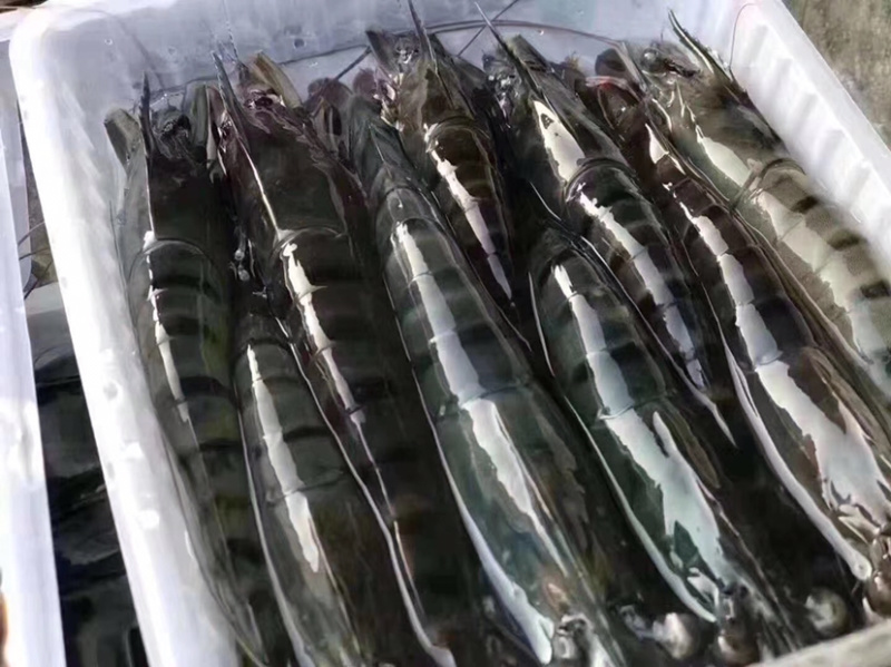黑虎虾净重250克盒装