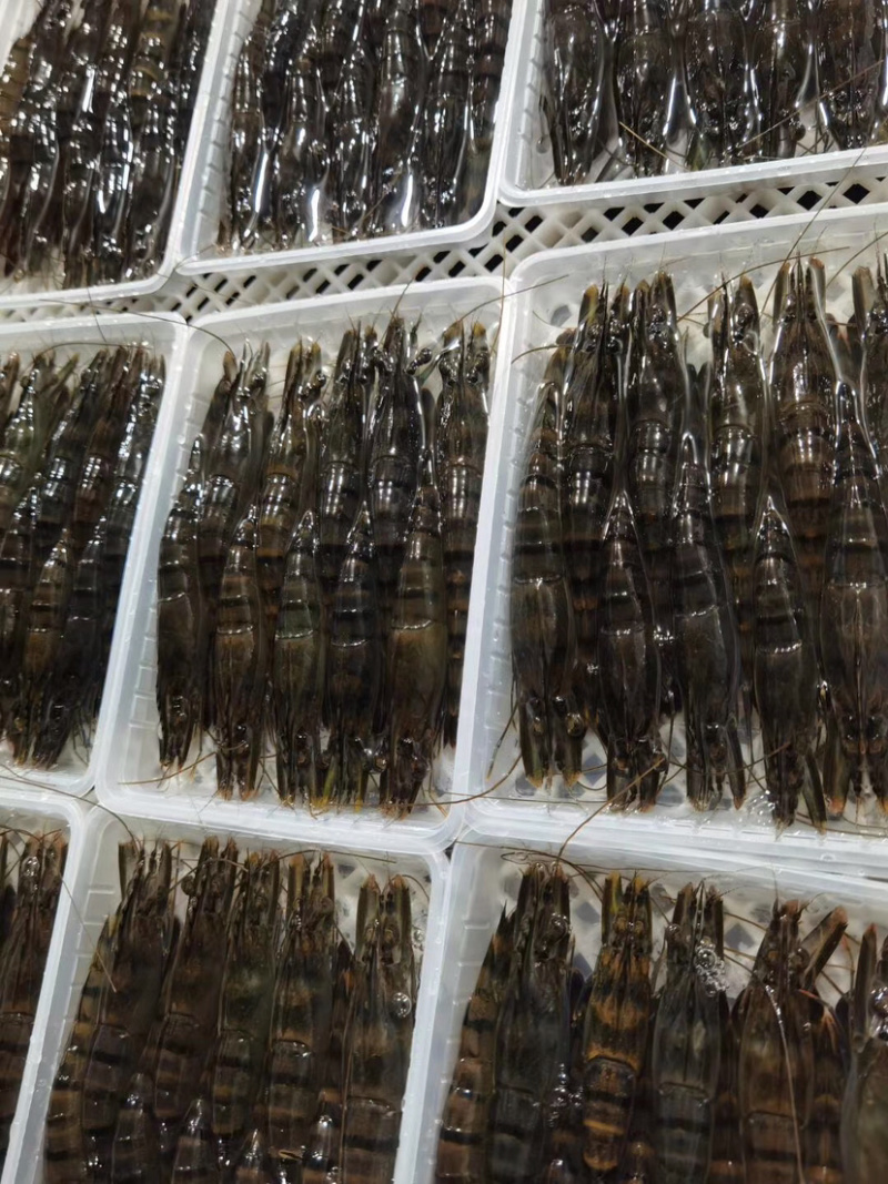 黑虎虾净重250克盒装