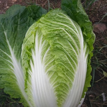 河北兴源绿色蔬菜大量供应，白菜，甘蓝，莴笋有需要联系。