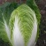 河北兴源绿色蔬菜大量供应，白菜，甘蓝，莴笋有需要联系。