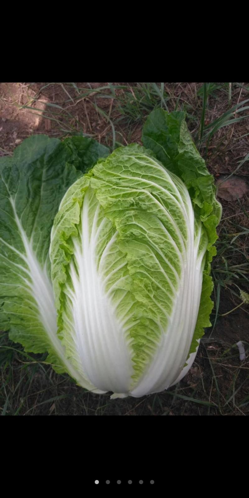 河北兴源绿色蔬菜大量供应，白菜，甘蓝，莴笋有需要联系。