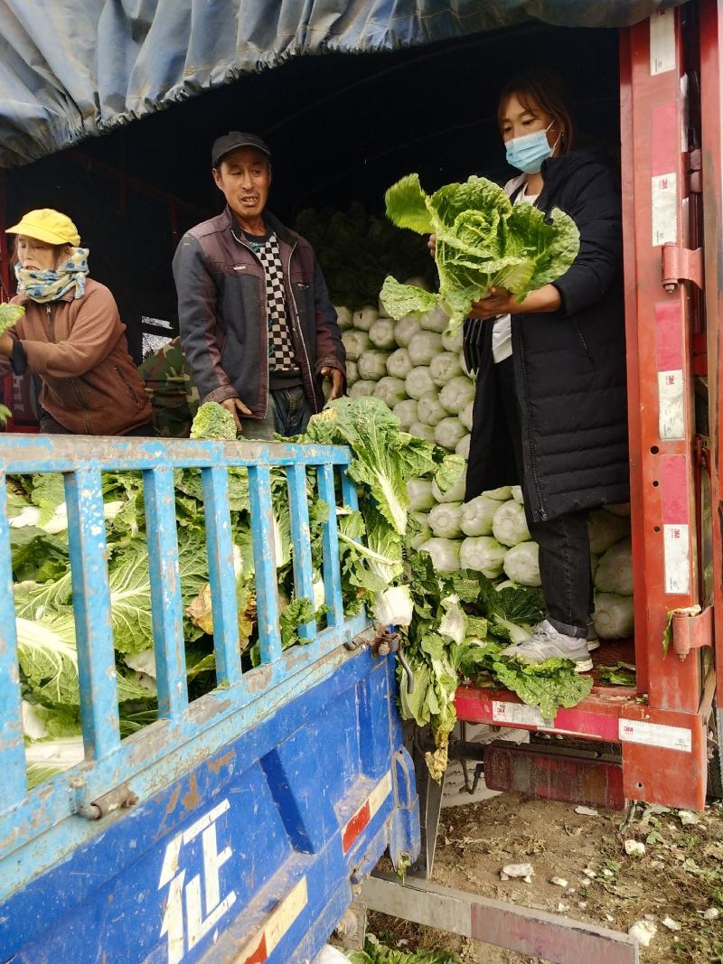 河北兴源绿色蔬菜大量供应，白菜，甘蓝，莴笋有需要联系。