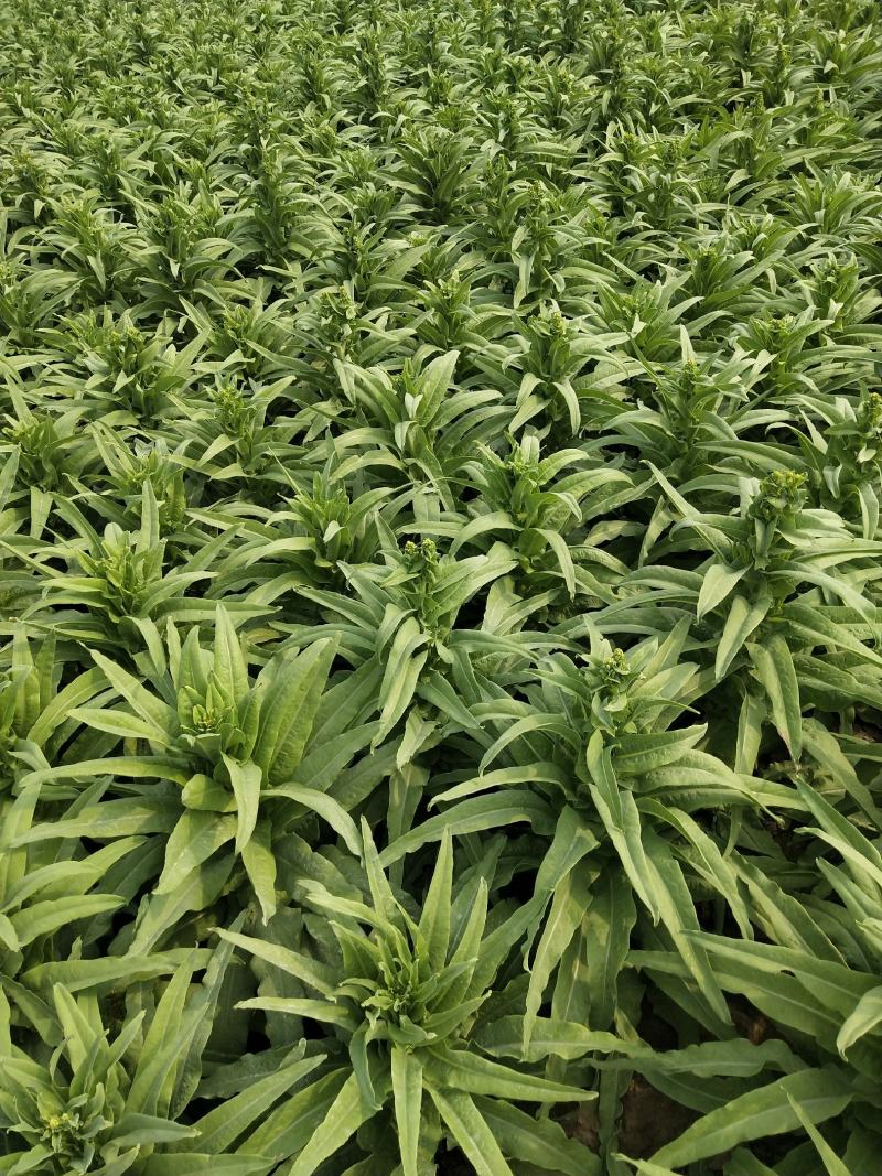 河北兴源绿色蔬菜大量供应，白菜，甘蓝，莴笋有需要联系。