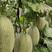 哈密瓜，晓蜜25哈密瓜产地大量有货，大量上市