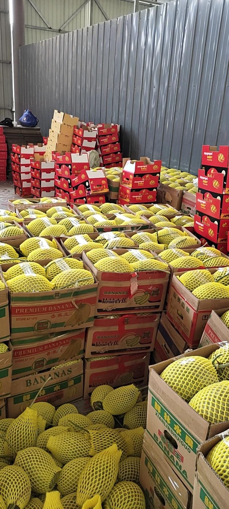 哈密瓜，晓蜜25哈密瓜产地大量有货，大量上市