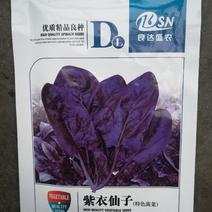 紫色菠菜种子～观赏蔬菜种子新品种适应性强产量高口感好