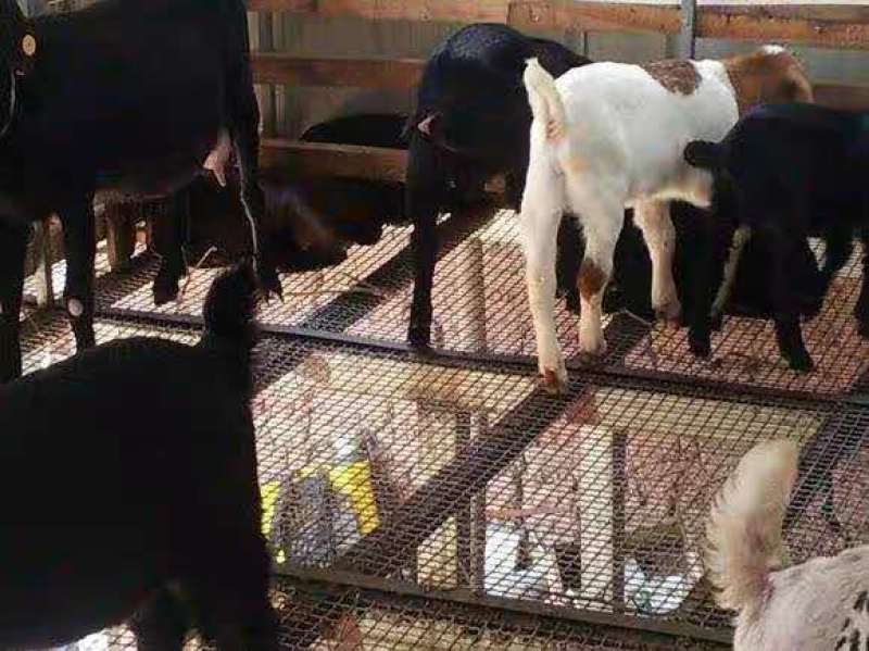 不锈钢轧花网养猪场脚垫室内养羊脚垫不锈钢轧花304