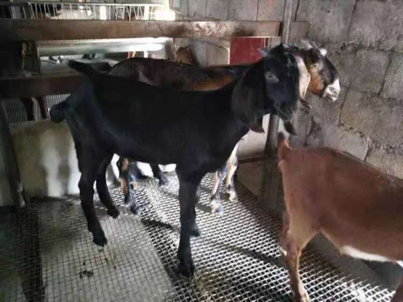 不锈钢轧花网养猪场脚垫室内养羊脚垫不锈钢轧花304